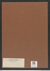Diatomeae indet. Zeichnungen Sammlung Grunow Mappe 04509 (Herbarium_W_Grunow_drawings_Folder_04509)
